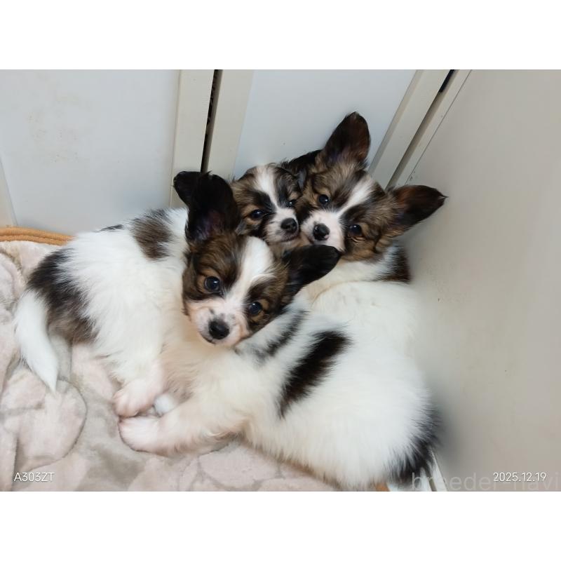 商談中の千葉県のパピヨン-423094の31枚目