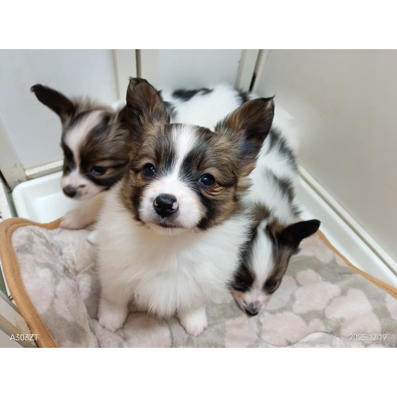 商談中の千葉県のパピヨン-423094の30枚目