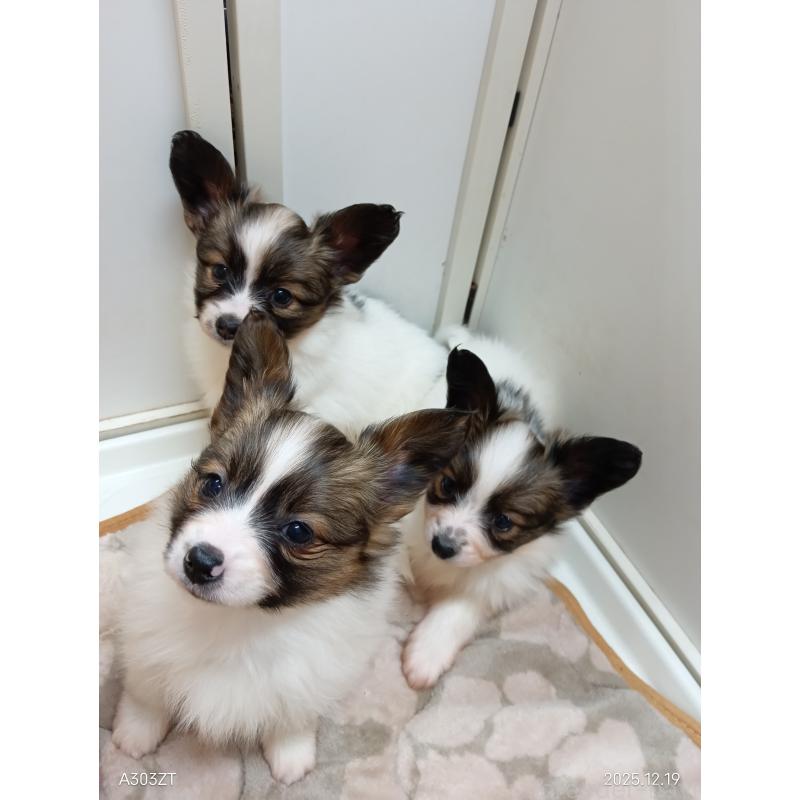 商談中の千葉県のパピヨン-423094の29枚目