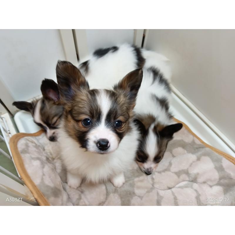 商談中の千葉県のパピヨン-423094の28枚目