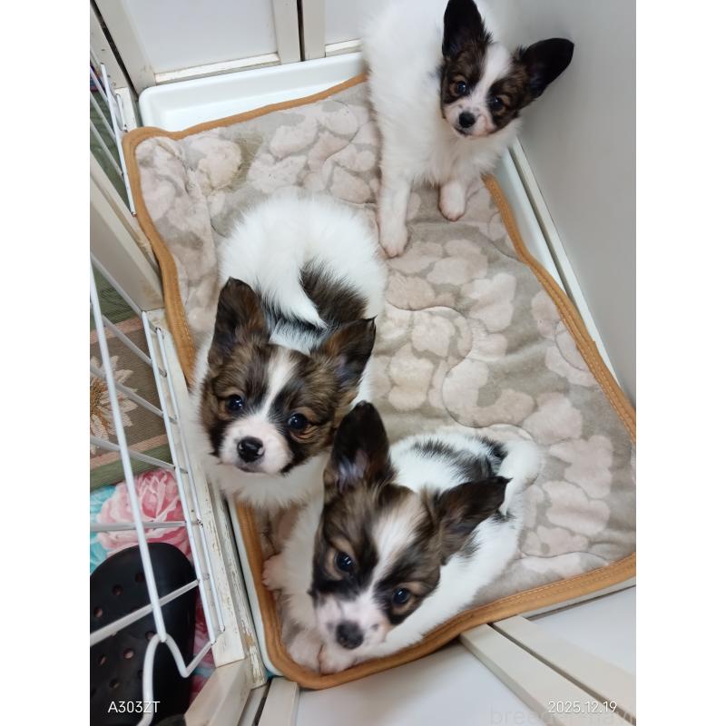 商談中の千葉県のパピヨン-423094の27枚目