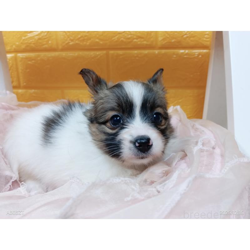 商談中の千葉県のパピヨン-423094の26枚目