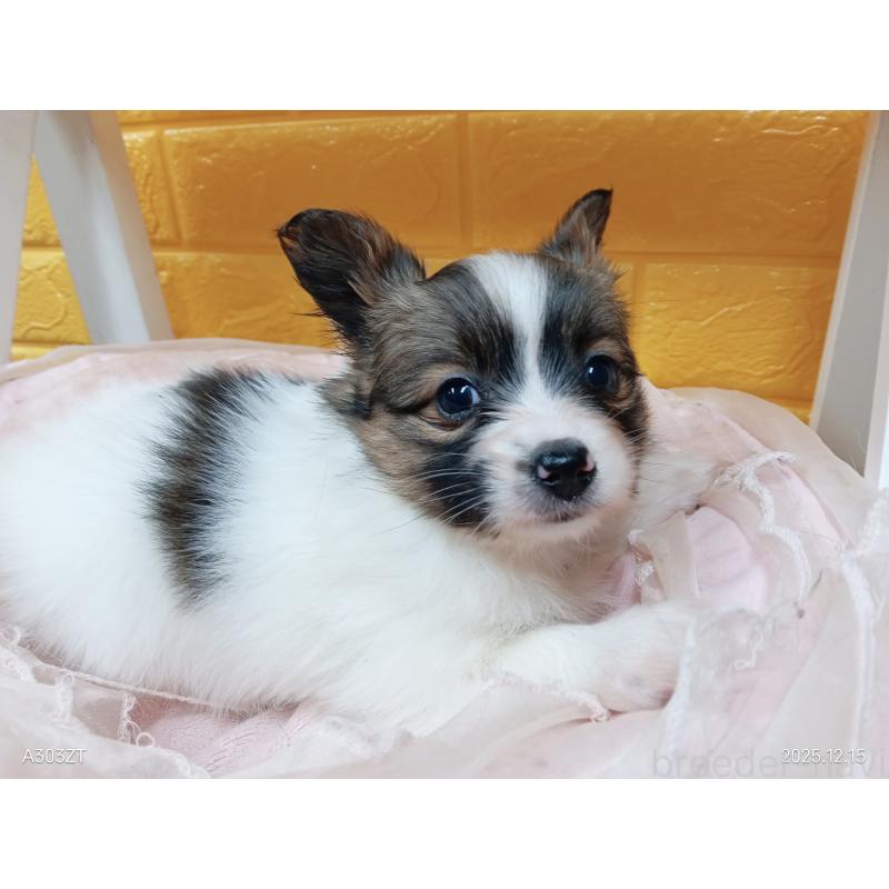 商談中の千葉県のパピヨン-423094の25枚目