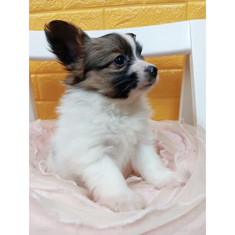 商談中の千葉県のパピヨン-423094の23枚目