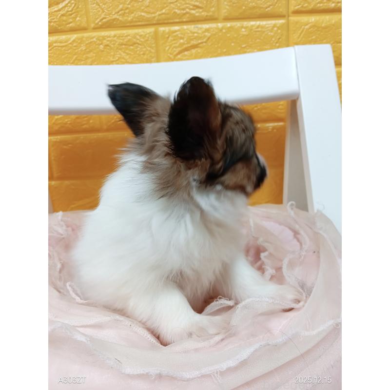 商談中の千葉県のパピヨン-423094の22枚目