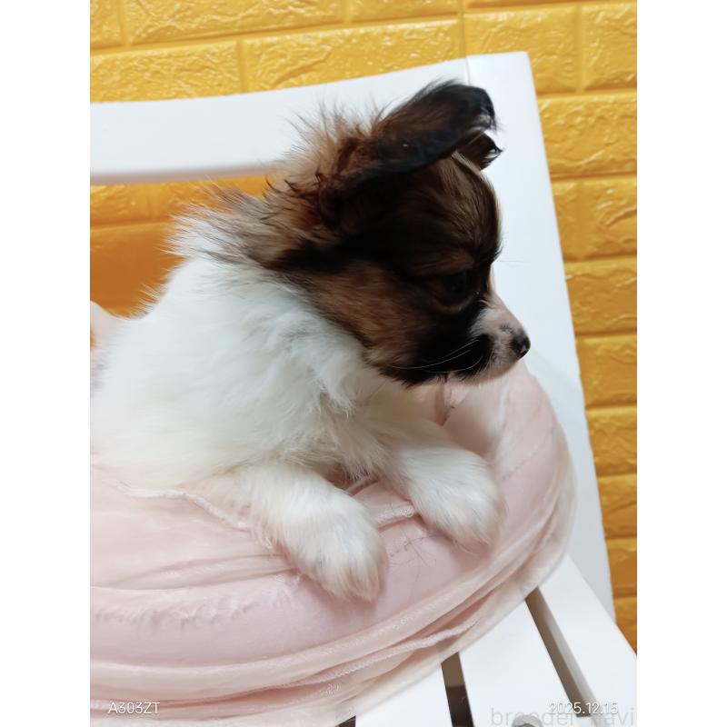 商談中の千葉県のパピヨン-423094の20枚目