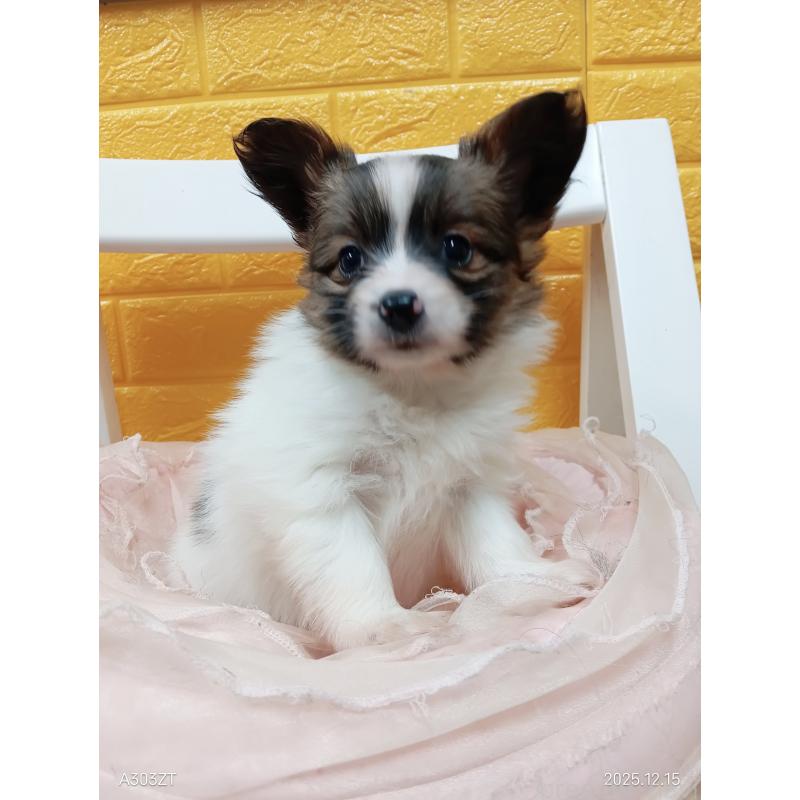 商談中の千葉県のパピヨン-423094の19枚目