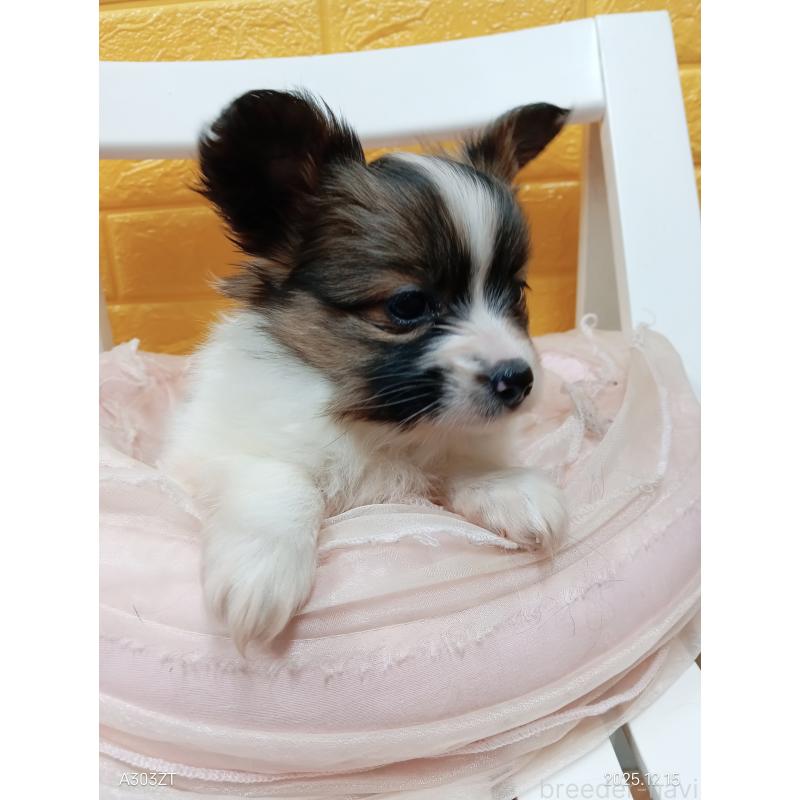 商談中の千葉県のパピヨン-423094の18枚目