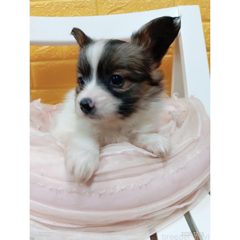 商談中の千葉県のパピヨン-423094の17枚目