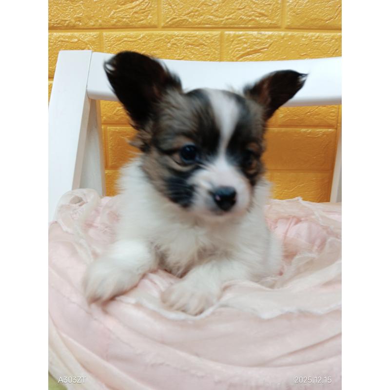 商談中の千葉県のパピヨン-423094の16枚目