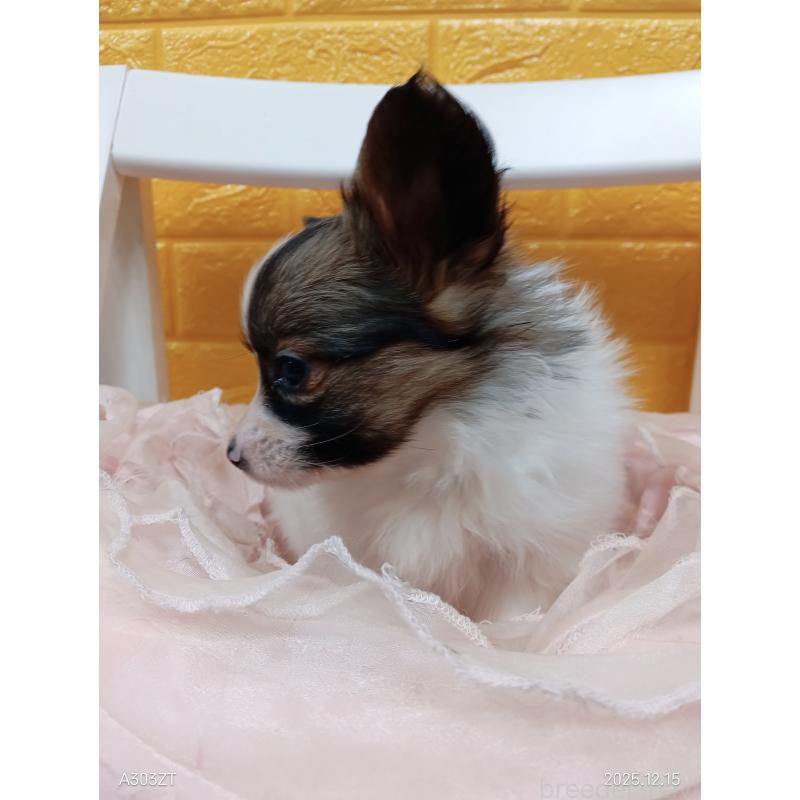 商談中の千葉県のパピヨン-423094の15枚目