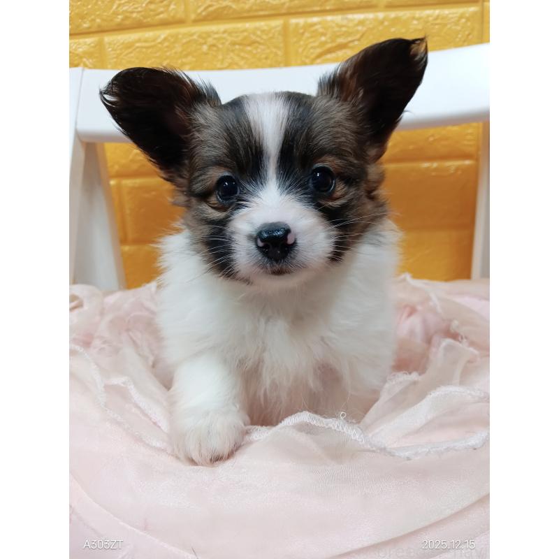 商談中の千葉県のパピヨン-423094の13枚目