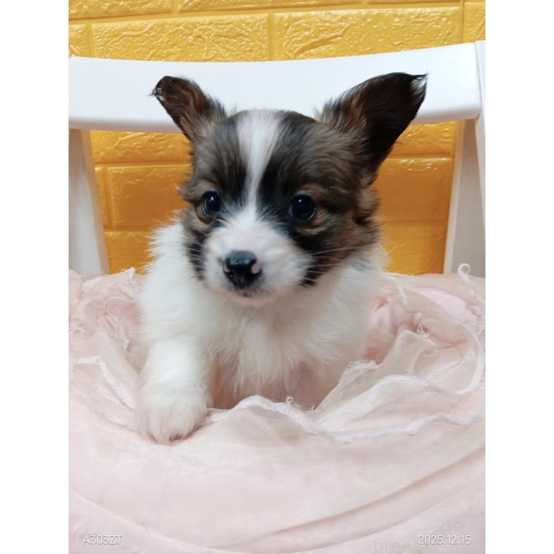 商談中の千葉県のパピヨン-423094の12枚目