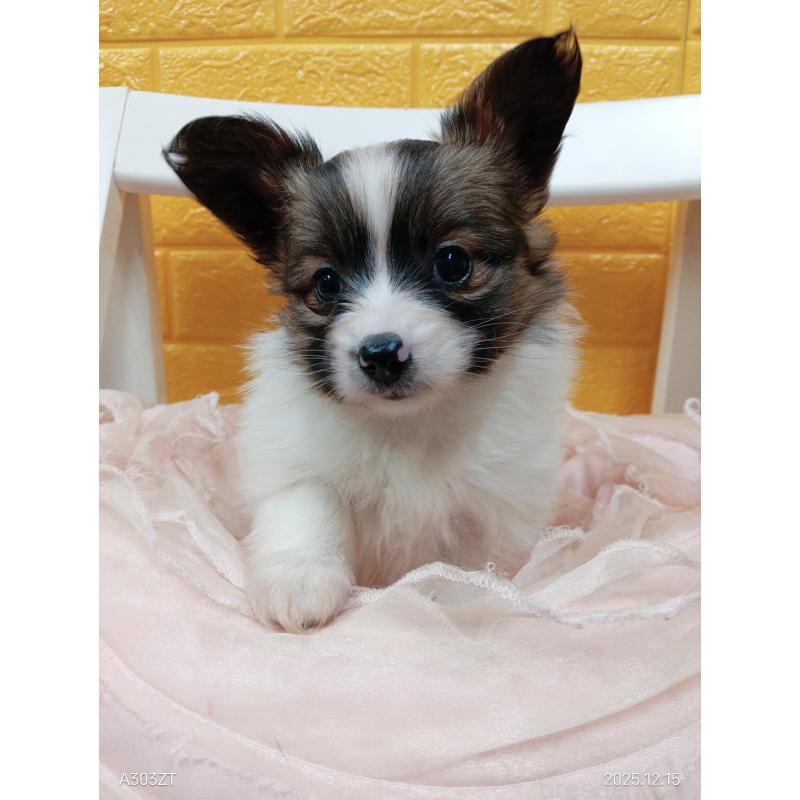 商談中の千葉県のパピヨン-423094の11枚目