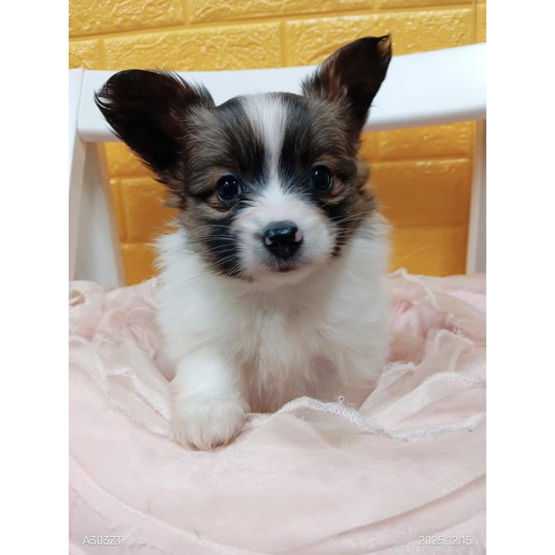 商談中の千葉県のパピヨン-423094の10枚目