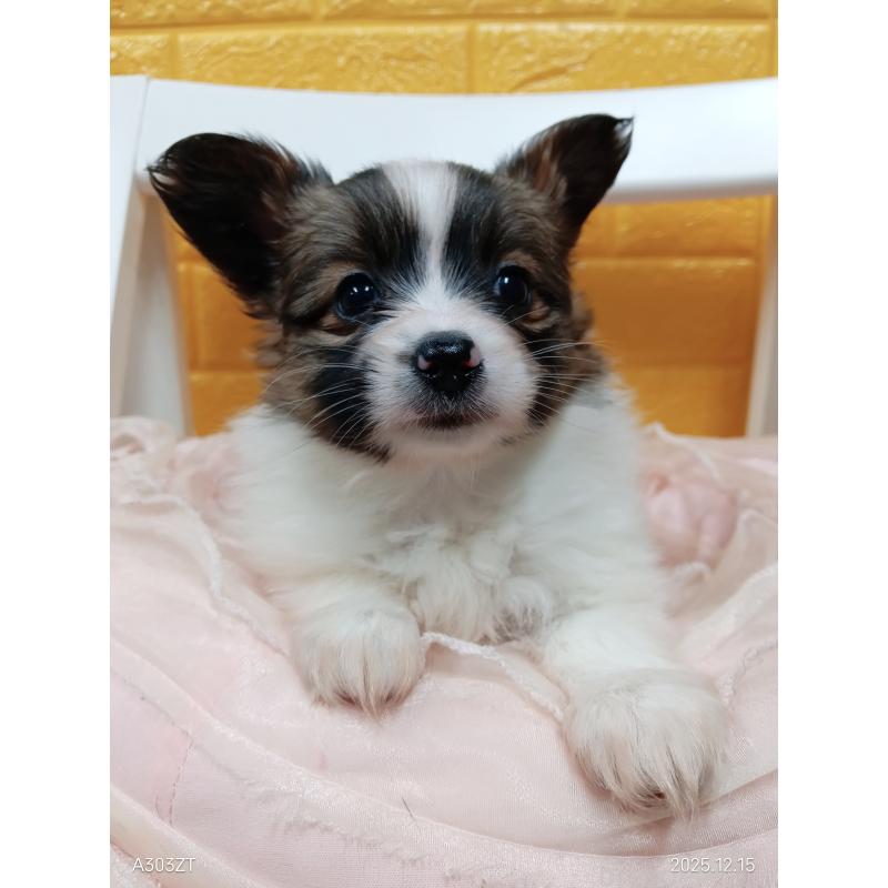 商談中の千葉県のパピヨン-423094の8枚目