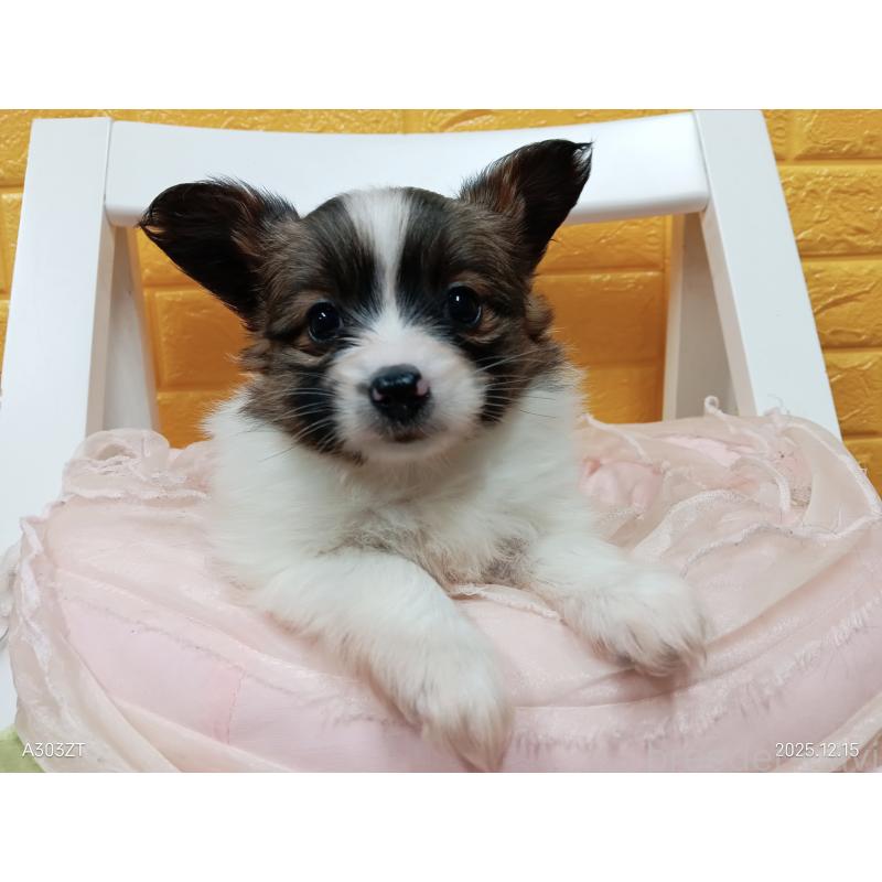 商談中の千葉県のパピヨン-423094の7枚目