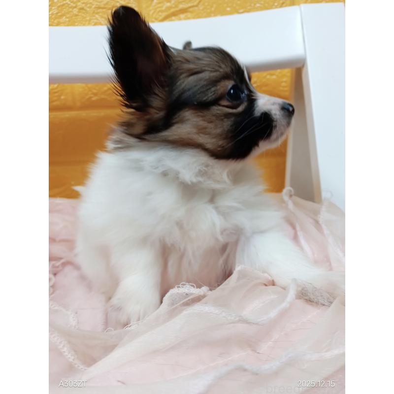 商談中の千葉県のパピヨン-423094の6枚目