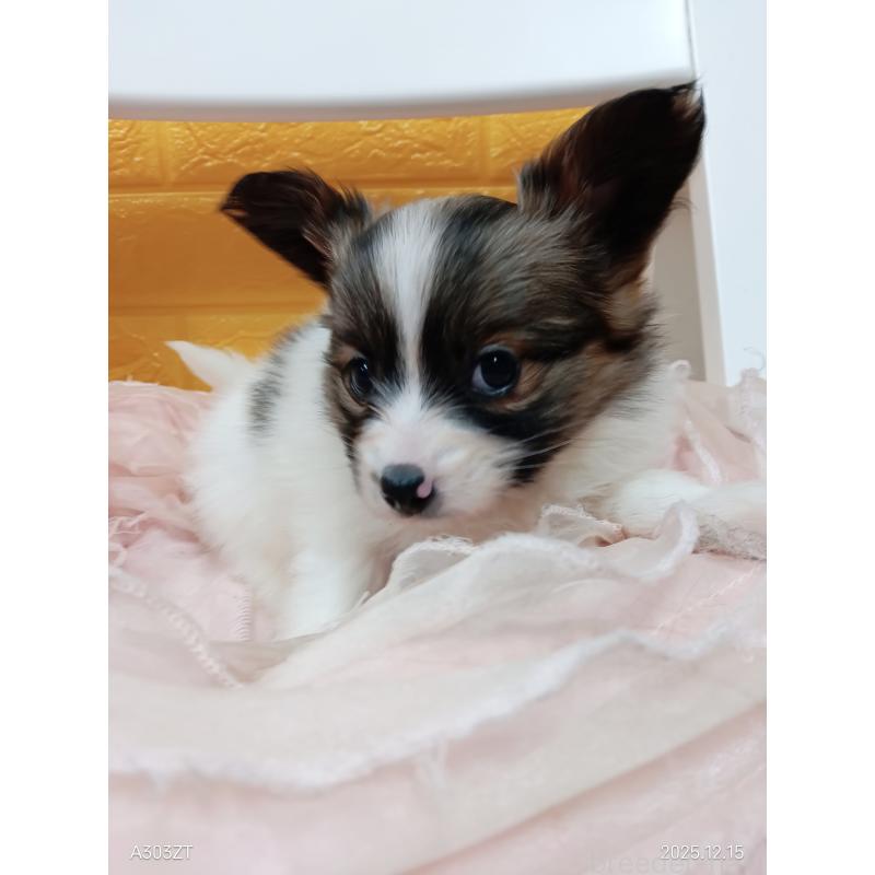 商談中の千葉県のパピヨン-423094の5枚目