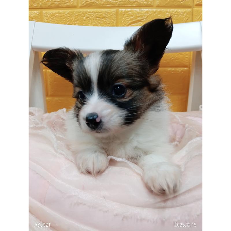 商談中の千葉県のパピヨン-423094の4枚目