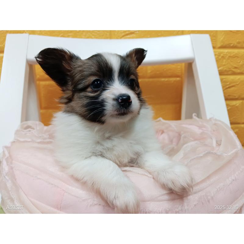 商談中の千葉県のパピヨン-423094の3枚目