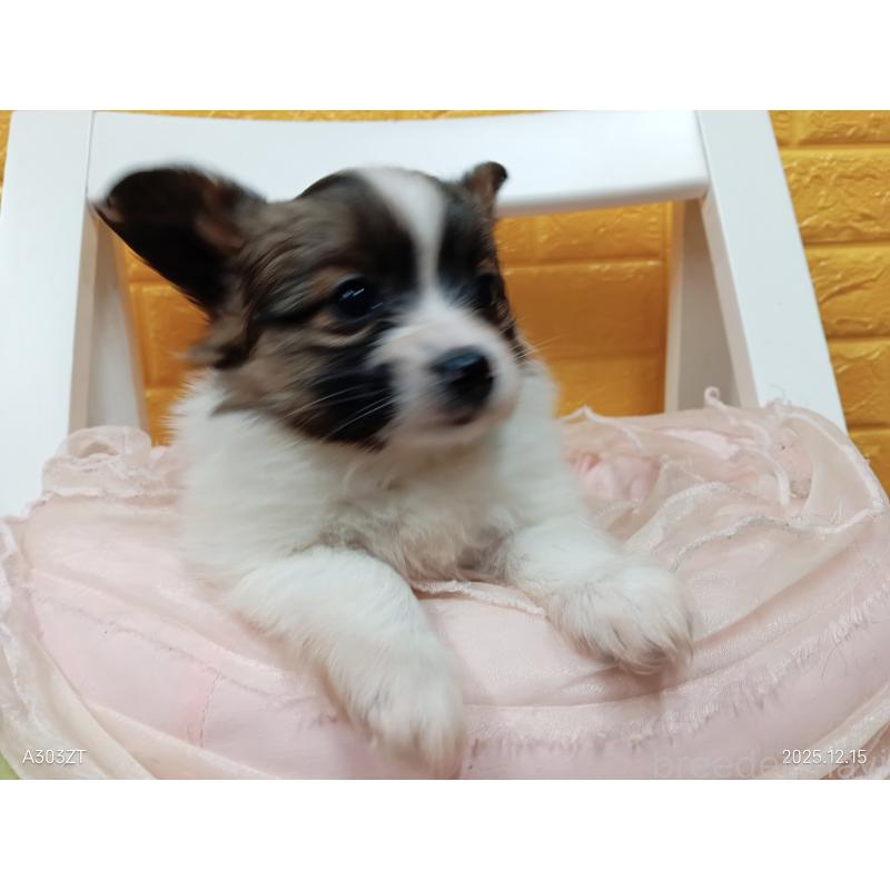 商談中の千葉県のパピヨン-423094の2枚目