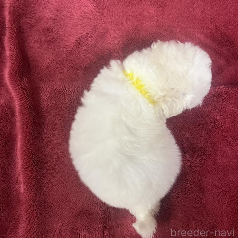 販売中の三重県のビションフリーゼ-434047の7枚目