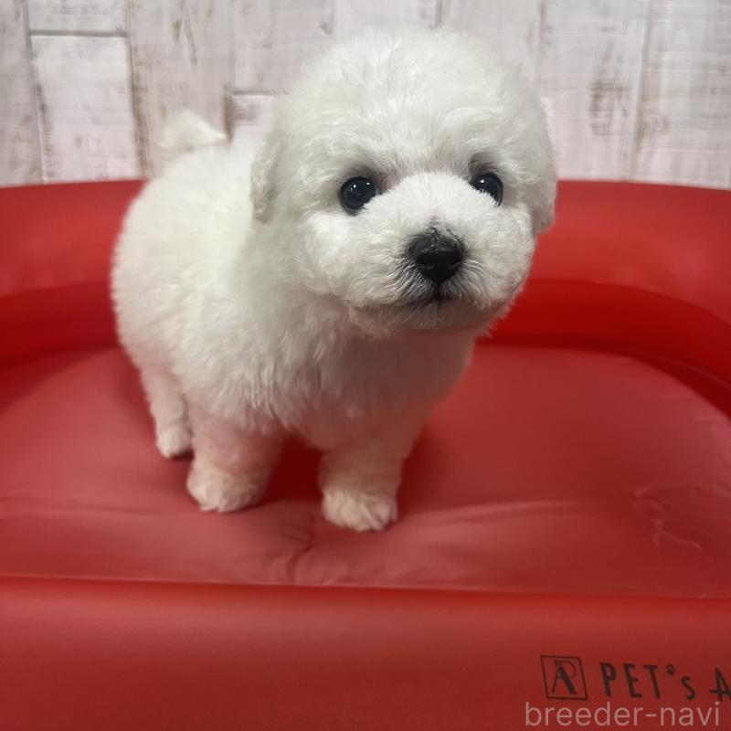 販売中の三重県のビションフリーゼ-434047の6枚目