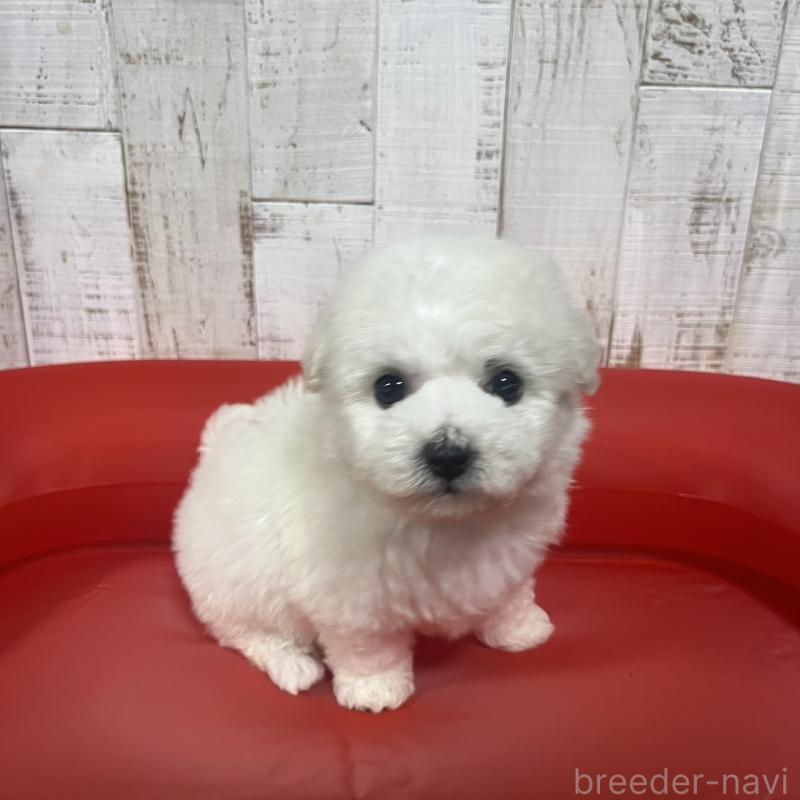 販売中の三重県のビションフリーゼ-434047の5枚目