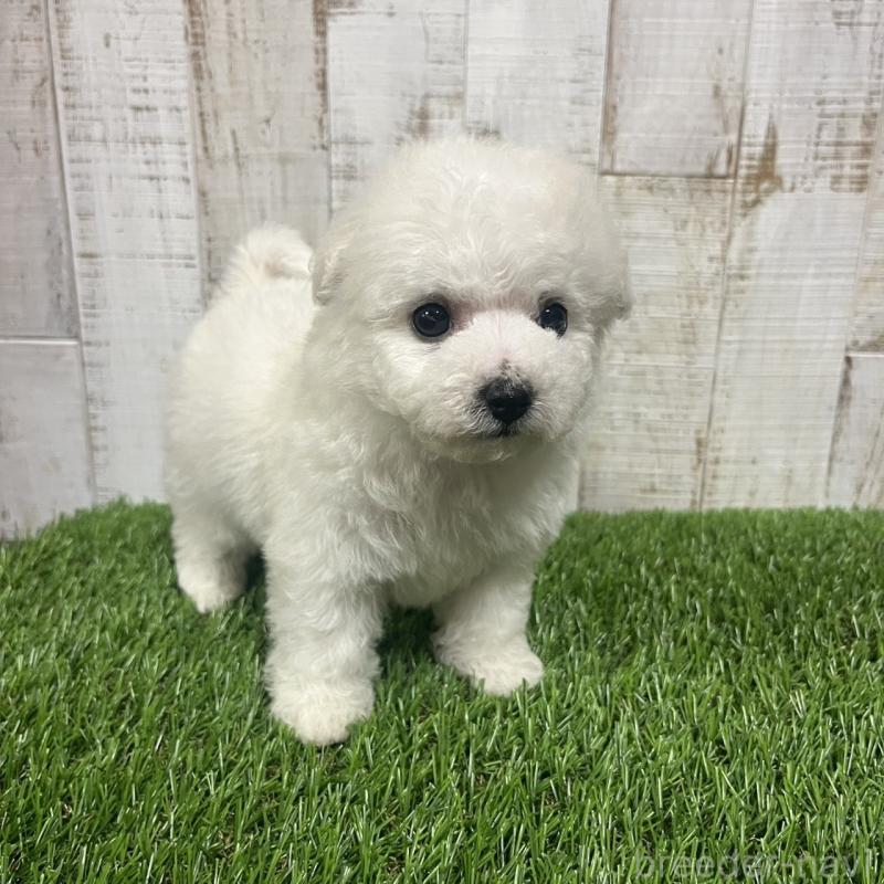 販売中の三重県のビションフリーゼ-434047の4枚目