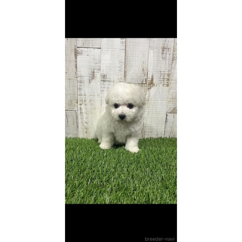 販売中の三重県のビションフリーゼ-434047の3枚目