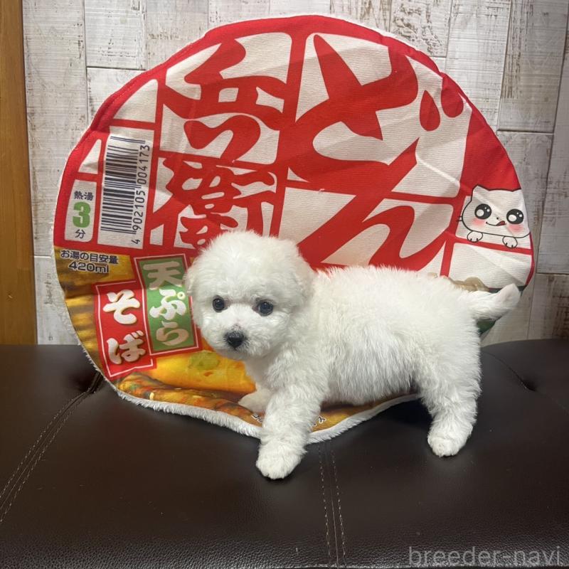 販売中の三重県のビションフリーゼ-434047の2枚目