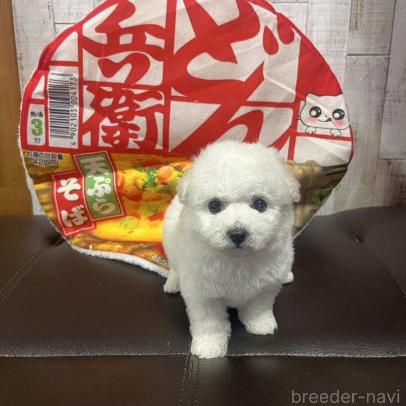 販売中の三重県のビションフリーゼ-434047の1枚目