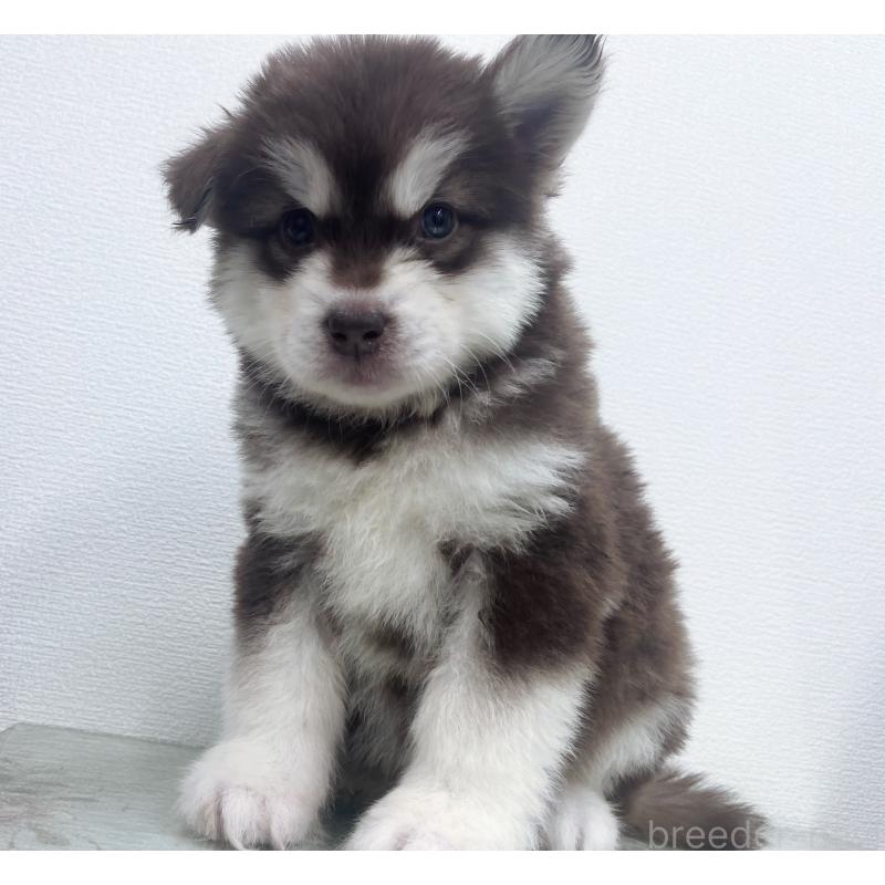 販売中の東京都のアラスカンマラミュート-434048の8枚目