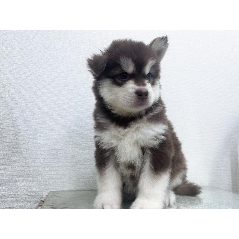 販売中の東京都のアラスカンマラミュート-434048の7枚目