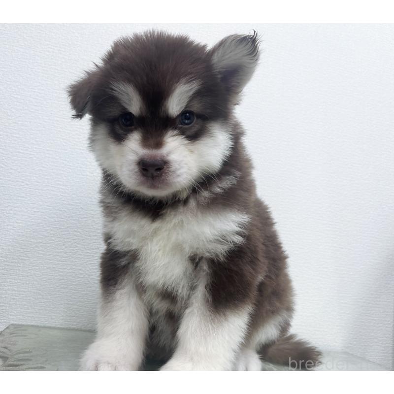 販売中の東京都のアラスカンマラミュート-434048の6枚目