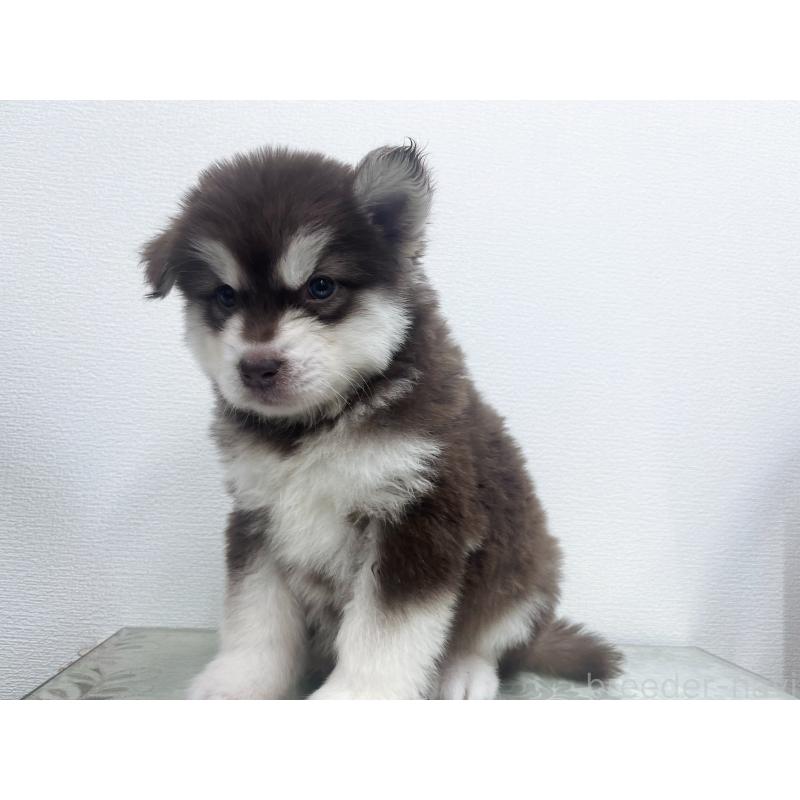 販売中の東京都のアラスカンマラミュート-434048の5枚目