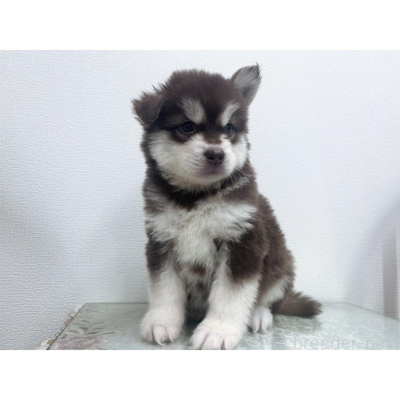 販売中の東京都のアラスカンマラミュート-434048の4枚目