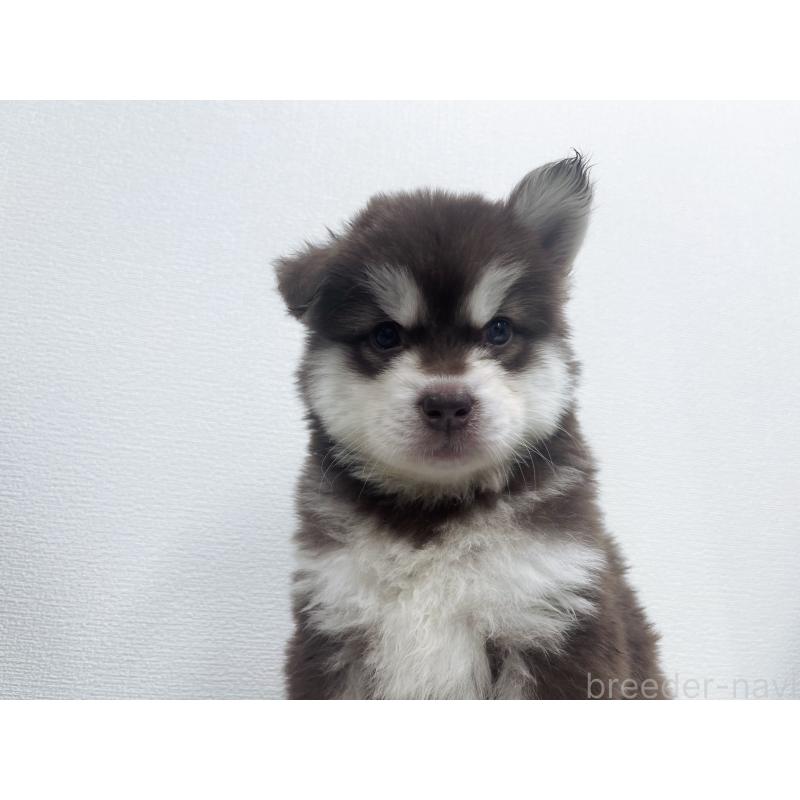 販売中の東京都のアラスカンマラミュート-434048の3枚目