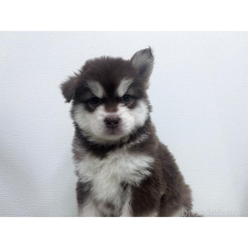 販売中の東京都のアラスカンマラミュート-434048の2枚目