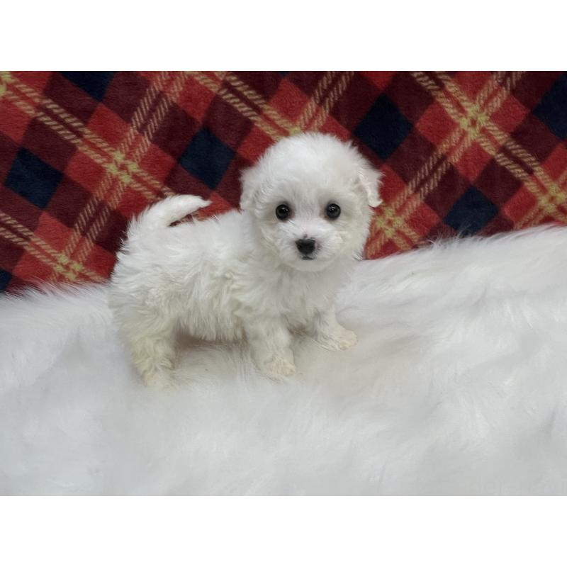 販売中の東京都のビションフリーゼ-434049の2枚目