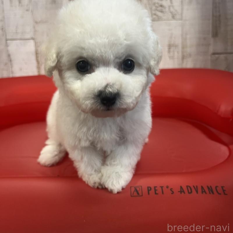 販売中の三重県のビションフリーゼ-434050の7枚目