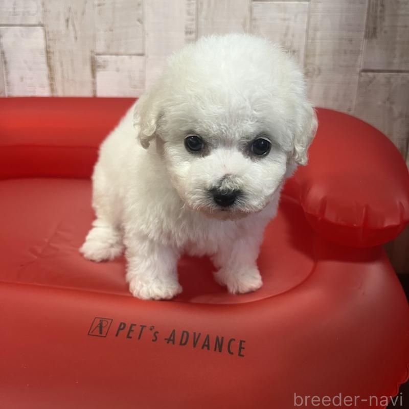 販売中の三重県のビションフリーゼ-434050の5枚目