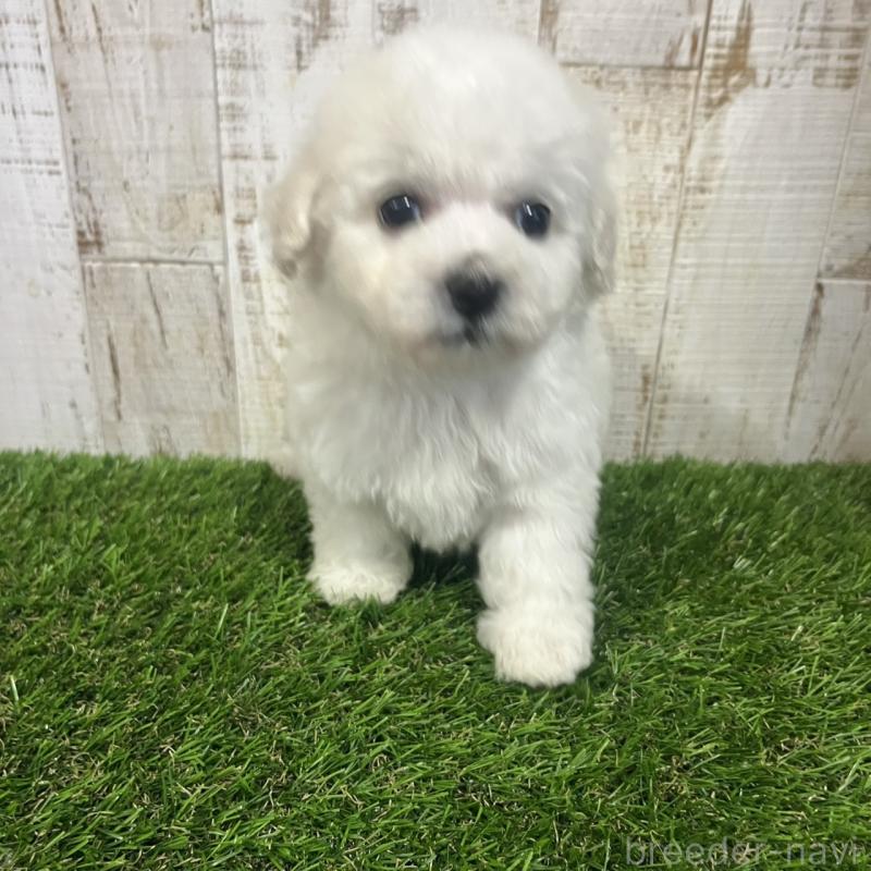 販売中の三重県のビションフリーゼ-434050の4枚目