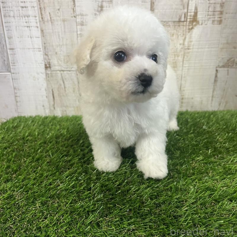 販売中の三重県のビションフリーゼ-434050の3枚目