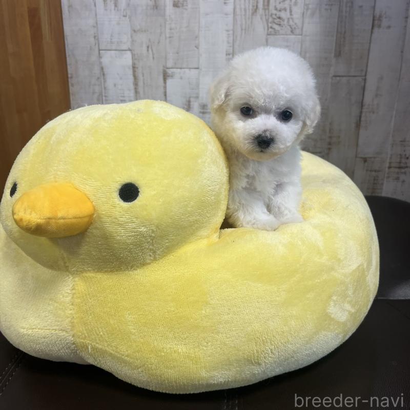 販売中の三重県のビションフリーゼ-434050の2枚目