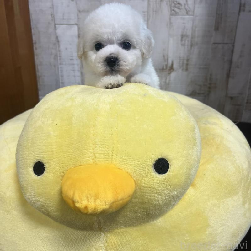 販売中の三重県のビションフリーゼ-434050