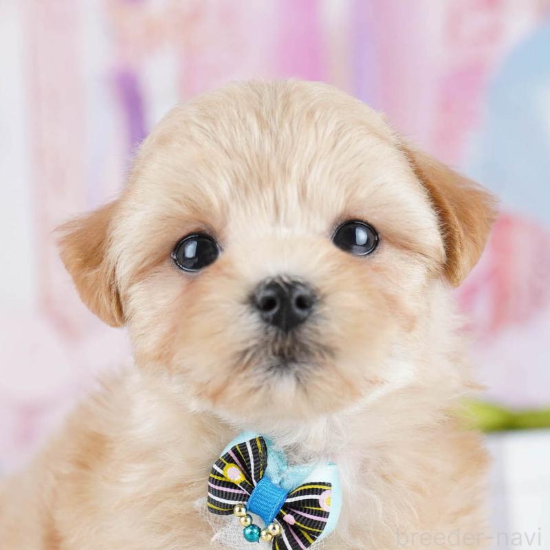 販売中の神奈川県のマルプー:マルチーズ×トイプードル-434055