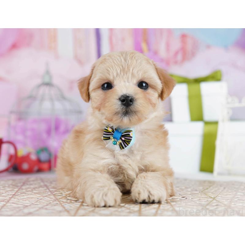 販売中の神奈川県のマルプー:マルチーズ×トイプードル-434055の15枚目