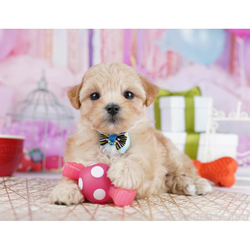 販売中の神奈川県のマルプー:マルチーズ×トイプードル-434055の14枚目